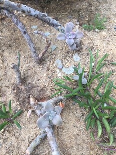 沙地上的多肉植物