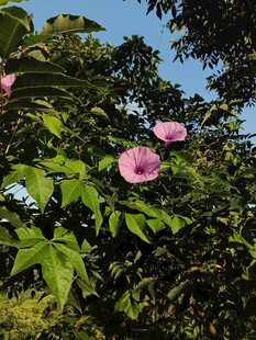 绿叶丛中的粉色木槿花