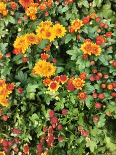 多彩花卉绽放生机