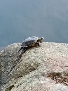 岩石上的乌龟