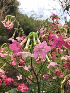 娇艳绽放的多彩花卉