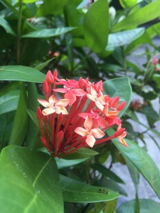 鲜艳龙船花绽放绿叶间