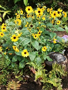 绽放的黄色花朵植物景观