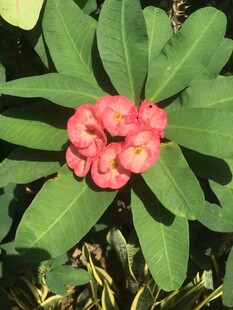 娇艳虎刺梅绽放绿叶间