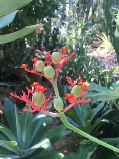 艳丽红蕊配青果的植物