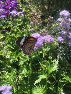 花丛中停歇的美丽蝴蝶