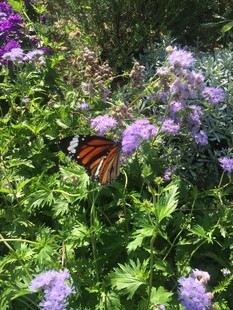 蝴蝶停留在紫色花丛中