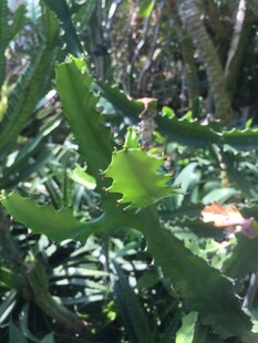 带刺的绿色芦荟植物