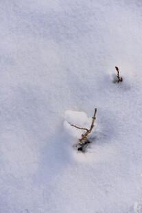 雪地里的顽强小草