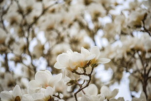 玉兰花绽放枝头