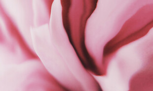 粉色柔美花瓣特写