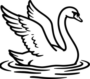 水中展翅的优雅天鹅