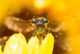 微距下停驻花蕊的小昆虫