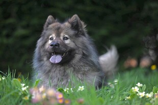 草地上的可爱蓬松大狗