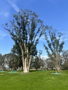 公园中挺立的高大树木