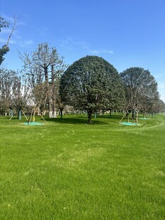 绿意盎然的开阔草坪景观