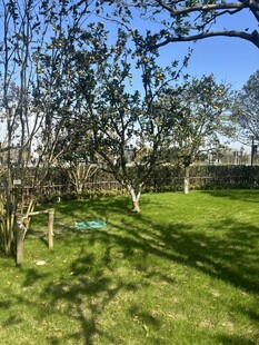 春日庭院绿意盎然景象