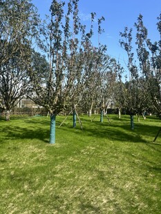 春日草地旁的树木景观