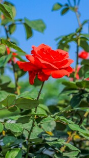 娇艳红玫瑰绽放于绿叶间