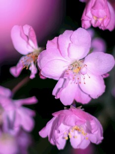 娇艳粉色花卉特写