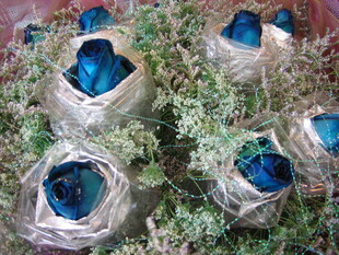 鸟巢中的蓝色鸟蛋