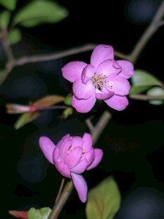 两朵娇艳的紫色花卉