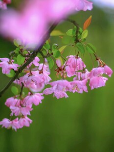 粉色垂樱绽放于绿野间