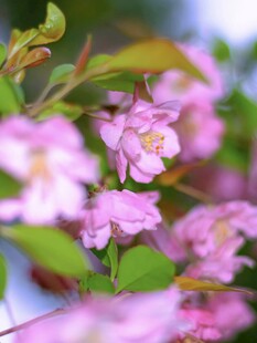 娇艳粉色花卉绽放瞬间