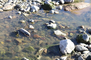 清澈溪流中的多彩石块