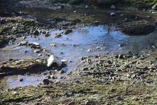 湿地中的白鹭与自然景观