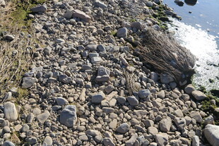 海岸边的嶙峋碎石