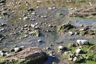 河滩上的石块与零星绿植