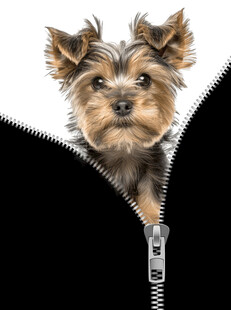 拉链中探出脑袋的可爱小狗