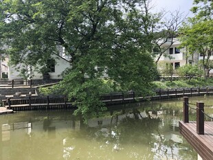 湖畔绿树环绕的宁静景致