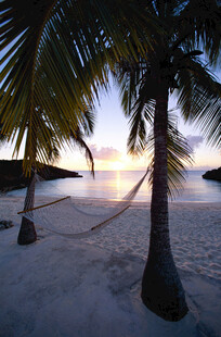 海滩椰树间的美丽黄昏