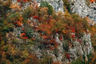 山间秋色多彩植被覆岩壁
