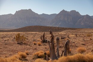 荒漠枯木与远山景观