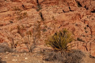 沙漠岩壁旁的绿色植物