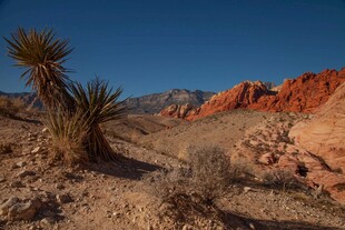 红岩荒野中的沙漠植物