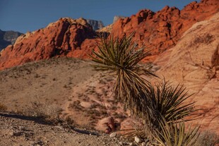 红岩荒漠中的挺拔植物