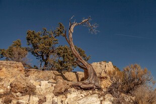悬崖边扭曲生长的孤树