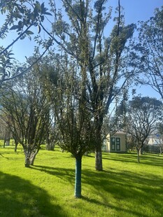 阳光照耀下的绿意盎然公园