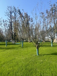 春日草地与树木之景