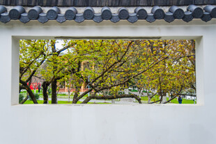 白墙框景中的葱郁树木