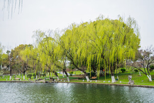 湖畔垂柳 尽显春日风情
