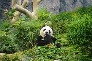 澳门大熊猫