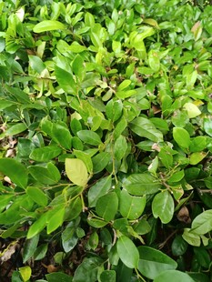 翠绿繁茂的低矮绿植