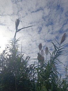 阳光下的花草与蓝天白云