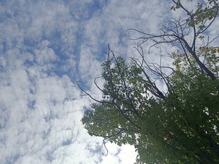 蓝天白云下的葱郁树枝