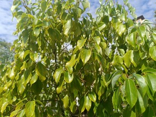 翠绿繁茂的枝叶景观